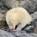 Thú lông nhím trắng hiếm gặp xuất hiện ở Australia