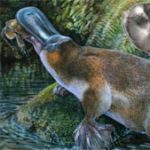 Phát hiện hóa thạch thú mỏ vịt lớn nhất tại Australia