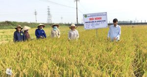 Việt Nam tạo giống lúa japonica cám siêu dầu