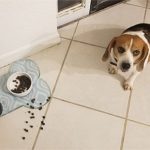 Bạn có thể cho chó ăn thức ăn của mèo hay không?