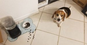 Bạn có thể cho chó ăn thức ăn của mèo hay không?