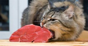 Các nhà khoa học tìm ra cách hạn chế mèo đi chơi đêm và bị bẫy thịt
