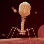 Phát hiện tế bào ung thư ở người “ăn” virus săn khuẩn