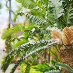 AI hỗ trợ loài thực vật cô đơn nhất Trái đất đang tìm kiếm “bạn đời”
