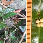 Công bố loài mới đặc hữu cực kỳ nguy cấp tại núi đá vôi Quảng Trị