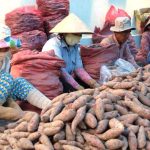 Côn trùng lạ tấn công khoai lang