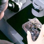 Sắp thử nghiệm liệu pháp tế bào gốc phôi thai trên người