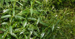 Xuyên tâm liên – Vị thuốc tiềm năng trong phòng chống Covid-19