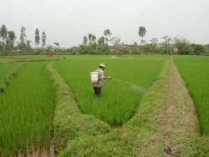 Sản xuất chế phẩm thuốc trừ sâu không độc hại