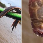 Thủy quái “mù” cắn câu trên sông Australia