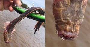Thủy quái “mù” cắn câu trên sông Australia
