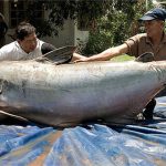 Đập thủy điện làm đổi dòng chảy, “thủy quái” Mekong bên bờ tuyệt chủng