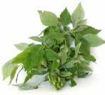 Chữa cảm cúm bằng xông và tắm hơi thuốc