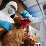 Virus H7N9 “cực kỳ nguy hiểm” với con người