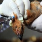 20 người tử vong vì H7N9 tại TQ