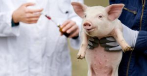 Cuba chuẩn bị sản xuất hàng loạt vaccine chống bệnh tả lợn châu Phi