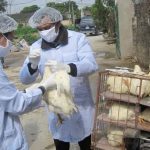 Xuất hiện ổ dịch cúm gia cầm H5N1 mới tại tỉnh Quảng Ninh