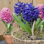 Kỹ thuật trồng hoa tiên ông từ củ