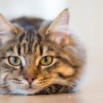 Lợi ích tiếng kêu grrr của loài mèo