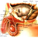 Tuổi tác tỉ lệ thuận với các bệnh ở tuyến tiền liệt