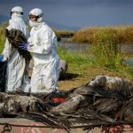 Trung Quốc ghi nhận ca nhiễm H5N1 nhánh 2.3.4.4b