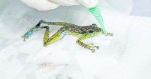 Lần đầu tiên trên thế giới “làm sống lại” tim ếch đóng băng