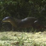 Tìm thấy loài rái cá lông mũi quý hiếm ở đảo Borneo