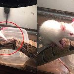 Tình bạn kỳ lạ giữa trăn khổng lồ và chuột tí hon