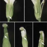 Vai trò mới của tiny RNA trong sự phát triển của thực vật