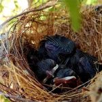 Tại sao những loài chim xây tổ hình cốc có tỷ lệ sống cao hơn chim xây tổ mái vòm?