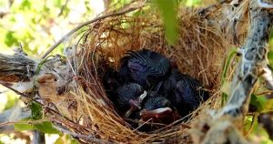 Vì sao tổ của hầu hết loài chim đều hướng lên trời?