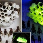 Bí ẩn về tổ ong bắp cày phát sáng dưới tia UV