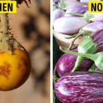 Tổ tiên của các loại rau quả mà ta vẫn ăn ngày nay trông như thế nào?