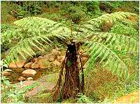 Cây Toa la (dẻ ngựa) – Alsophile spinulosa