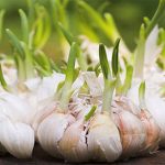 Tỏi mọc mầm – khắc tinh của bệnh ung thư