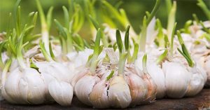 Tỏi mọc mầm – khắc tinh của bệnh ung thư
