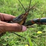 Tôm càng đỏ xâm hại đe dọa Texas khiến nhiều chuyên gia lo ngại