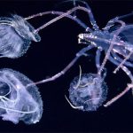 Những sinh vật biển phát sáng tuyệt đẹp của đáy Thái Bình Dương sẽ khiến bạn mê mẩn