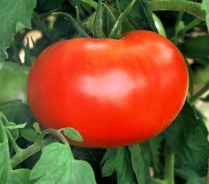 Trồng cà chua bằng nước biển