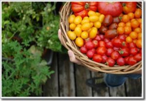 Thu hoạch và bảo quản cà chua