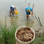 Trà Vinh: Tôm chết hàng loạt do hội chứng hoại tử