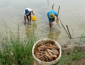 Trà Vinh: Tôm chết hàng loạt do hội chứng hoại tử
