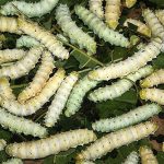 Tằm biến đổi gene nhả tơ siêu bền
