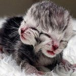 Autralia chào đón mèo 2 mặt đầu tiên