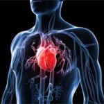 Những điều ít biết về quả tim người