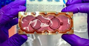 “Trái tim trên con chip” sẽ du hành vào vũ trụ trên tàu Dragon của SpaceX tối nay
