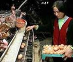 Trung Quốc điều tra trường hợp người nghi nhiễm cúm gia cầm