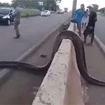 Điều kỳ diệu xảy ra khi một con trăn Anaconda khổng lồ cố gắng băng qua đường