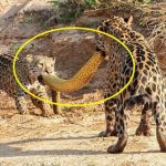 Cùng ngậm xác anaconda dài 4,8m qua sông, khi lên bờ báo con có hành động “trở mặt”