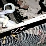Người dân Cà Mau bắt được trăn bạch tạng trong chuồng gà